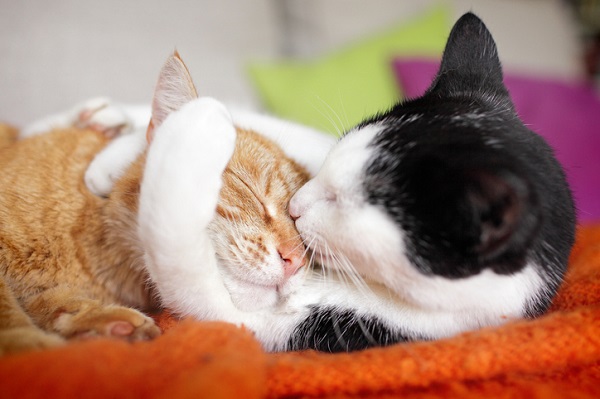 Chico e Gil são gatos amigos e carinhosos